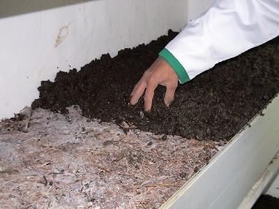 تخته کوبی در تولید و  پرورش قارچ